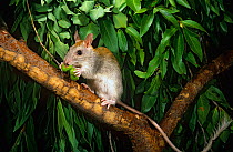 Golden-backed tree-rat (Mesembriomys macrurus) sitting on branch feeding on native figs, Mount Hart Station, Western Australia.