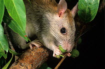 Golden-backed tree-rat (Mesembriomys macrurus) sitting on branch feeding on native figs, Mount Hart Station, Western Australia.