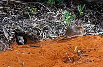 Two Spinifex hopping mice (Notomys alexis) leaving their burrow, south-east of Shark Bay, Western Australia.
