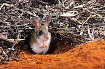 Spinifex hopping mouse (Notomys alexis) at entrance of burrow, south-east of Shark Bay, Western Australia.
