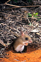 Spinifex hopping mouse (Notomys alexis) at entrance of burrow, south-east of Shark Bay, Western Australia.