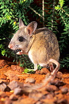 Mitchell's hopping mouse (Notomys mitchellii) portrait. This is a studio photograph of a wild animal captured during fauna survey of the Frank Hann National Park, Western Australia. Captive.