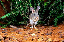 Mitchell's hopping mouse (Notomys mitchellii) standing on hind legs. This is a studio photograph of a wild animal captured during fauna survey of the Frank Hann National Park, Western Australia....