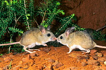 Two Mitchell's hopping mice (Notomys mitchellii) touching noses. This is a studio photograph of the wild mice captured during fauna survey of the Frank Hann National Park, Western Australia. Capt...