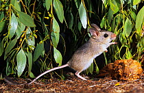 Mitchell's hopping mouse (Notomys mitchellii) standing on hind legs. This is a studio photograph of a temporarily captured, wild animal photographed at the capture site, in Peak Charles National...