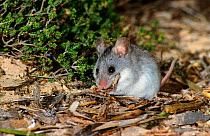 Ash grey mouse (Pseudomys albocinereus) feeding near the shore, Dorre Island, Shark Bay UNESCO World Heritage Area, Western Australia.