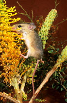 Delicate mouse (Pseudomys delicatulus) feeding on Flame grevillea (Grevillea eriostachya) nectar,  Great Sandy Desert, Western Australia.