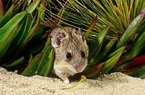 Shark Bay mouse (Pseudomys fieldi) portrait. This is a studio photograph of a mouse temporarily captured in Shark Bay UNESCO World Heritage Site, Western Australia. Vulnerable.