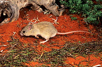 Shark Bay mouse (Pseudomys fieldi) foraging, portrait, Faure Island, Shark Bay UNESCO World Heritage Site, Western Australia. Vulnerable.