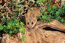 Shark Bay mouse (Pseudomys fieldi) portrait, Faure Island, Shark Bay UNESCO World Heritage Site, Western Australia. Vulnerable.