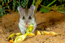 Sandy inland mouse (Pseudomys hermannsburgensis) feeding on an Acacia (Acacia sp.) seed pod, Shark Bay UNESCO World Heritage Area, Western Australia.
