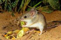 Sandy inland mouse (Pseudomys hermannsburgensis) feeding on an Acacia (Acacia sp.) seed pod, Shark Bay UNESCO World Heritage Area, Western Australia.