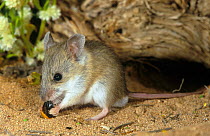 Sandy inland mouse (Pseudomys hermannsburgensis) feeding on Acacia (Acacia sp.) seed at entrance to burrow, Shark Bay UNESCO World Heritage Area, Western Australia.