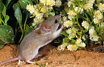 Sandy inland mouse (Pseudomys hermannsburgensis) feeding on Mulla Mulla (Ptilotus exaltatus) flowers, Shark Bay UNESCO World Heritage Area, Western Australia.