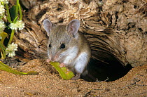 Sandy inland mouse (Pseudomys hermannsburgensis) feeding on leaf at entrance of burrow, Shark Bay UNESCO World Heritage Area, Western Australia.