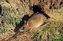 Southern bush rat (Rattus fuscipes assimilis) emerging from its burrow in a creek bank, Wadbilliga National Park, New South Wales, Australia.