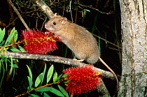 Southern bush rat (Rattus fuscipes assimilis) feeding on the flower nectar of Crimson bottlebrush (Callistemon citrinus), Greater Blue Mountains UNESCO Natural World Heritage Site, New South Wales, Au...