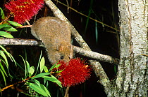 Southern bush rat (Rattus fuscipes assimilis) feeding on the flower nectar of Crimson bottlebrush (Callistemon citrinus), Greater Blue Mountains UNESCO Natural World Heritage Site, New South Wales, Au...