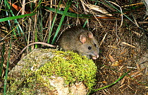 Southern bush rat (Rattus fuscipes assimilis) feeding, Southern Forest National Park, New South Wales, Australia.