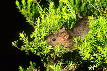 Western bush rat (Rattus fuscipes fuscipes) foraging among shrub foliage, Waychinicup National Park, Western Australia.
