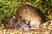 Western bush rat (Rattus fuscipes fuscipes) extracting seeds from a Banksia (Banksia sp.) cone, Nuyts Wilderness, Walpole-Nornalup National Park, Western Australia.