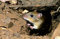 Pale field rat (Rattus tunneyi) peering our from its burrow, Gregory National Park, Northern Territory, Australia.