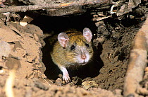 Pale field rat (Rattus tunneyi) emerging from its burrow, Gregory National Park, Northern Territory, Australia.