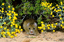 Pale field rat (Rattus tunneyi) portrait, This is a studio photograph of a temporarily captured, wild animal photographed at the capture site, Shark Bay UNESCO Natural World Heritage Site, Western Aus...
