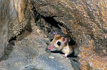 Common rock rat (Zyzomys argurus) peeking out from a rocky crevice, Nitmiluk (Katherine Gorge) National Park, Northern Territory, Australia.