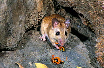 Common rock rat (Zyzomys argurus) feeding on arils of Acacia (Acacia sp.) seeds, Nitmiluk (Katherine Gorge) National Park, Northern Territory, Australia.
