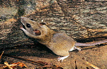 Common rock rat (Zyzomys argurus) portrait, Mitchell Plateau, The Kimberley, Western Australia.