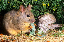 Greater stick-nest rat (Leporillus conditor) feeding on plant (Chenopod sp.) leaves, which is its main diet, Perth Zoo, Western Australia. Captive.