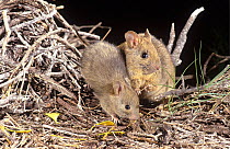 Greater stick-nest rat (Leporillus conditor) female and juvenile, by their nest made of sticks, offshore island off Shark Bay UNESCO Natural World Heritage Site, Western Australia.