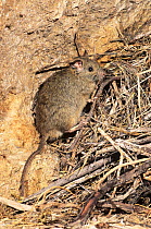 Greater stick-nest rat (Leporillus conditor) by its nest made of sticks, built inside a cave, offshore island off Shark Bay UNESCO Natural World Heritage Site, Western Australia.