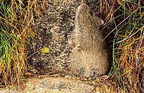 Broad-toothed rat (Mastacomys fuscus) sitting, looking up, portrait, Franklin-Gordon Wild Rivers National Park, Tasmanian Wilderness UNESCO World Heritage Area, Tasmania, Australia.