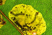 Leafblister sawfly (Phylacteophaga froggatti) larvae leaf-skeletonizing while consuming mesophyl cells inside of Eucalyptus leaf, Yanchep National Park, Western Australia. July. (Pergidae).