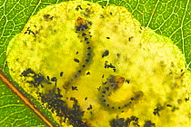 Leafblister sawfly (Phylacteophaga froggatti) larvae leaf-skeletonizing while consuming mesophyl cells inside of Eucalyptus leaf, Yanchep National Park, Western Australia. July. (Pergidae).