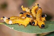 Sawfly (Perga sp) larvae, also known as spitfire grubs, resting during daytime, Dragon Rocks Nature Reserve, Australia. February. (Pergidae).