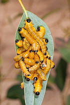 Sawfly (Perga sp) larvae, also known as spitfire grubs, resting during daytime, Dragon Rocks Nature Reserve, Australia. February. (Pergidae).