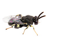 Chalcid Wasp (Brachymeria sp.), Brackenridge Field Laboratory, Texas, USA. (Chalcididae). Small reproductions only