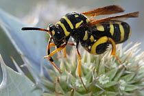 Giant chalcid wasp (Leucospis gigas) nectaring on flowering thistle, Corsica, France.  (Leucospidae).