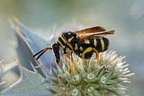 Giant chalcid wasp (Leucospis gigas) nectaring on flowering thistle, Corsica, France. (Leucospidae).