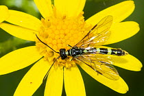 Stem sawfly (Cephidae sp) nectaring on flower, Lorraine, France. June.  (Cephoidea).