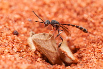 Gasteruptid wasp (Hyptiogaster sp.) female, resting in desert, De La Poer Range Nature Reserve, Gibson Desert, Western Australia. August. (Gasteruptiidae)