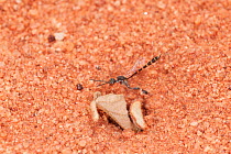 Gasteruptid wasp (Hyptiogaster sp.) female in flight,  De La Poer Range Nature Reserve, Gibson Desert, Western Australia. August. (Gasteruptiidae)