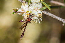 Gasteruptid wasp (Pseudofoenus sp.) feeding on a flower, Wandoo National Park, Darling Range, Western Australia. September. (Gasteruptiidae)