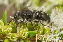 Velvet ant (Ephutomorpha sp.) wingless female wasp feeding on Honey myrtle (Melaleuca sp.) flowers, Leeuwin-Naturaliste National Park, Western Australia. March. (Mutillidae)
