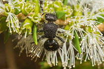 Velvet ant (Ephutomorpha sp.) female wasp feeding on Honey myrtle (Melaleuca sp.) flowers, Leeuwin-Naturaliste National Park, Western Australia. March. (Mutillidae)
