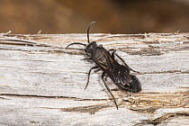Velvet ant (Ephutomorpha sp.) male, on tree bark,  Leeuwin-Naturaliste National Park, Western Australia. March. (Mutillidae)