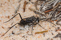 Hatchet wasp (Acanthinevania sp.) on sandy ground, Peak Charles National Park, Western Australia. November. (Evaniidae)